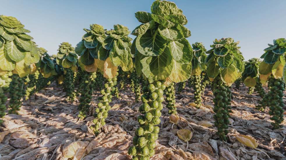 brussel sprouts growing in field